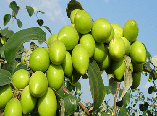 冬枣膨大期管理有哪些误区 解决方法是什么