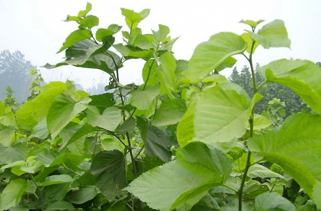 桑园病虫害如何防控 有哪些注意事项