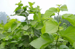 ɣ԰���溦��η��أ�����Щע������