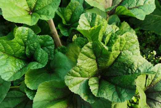 冬寒菜几月播种 冬寒菜种植方法