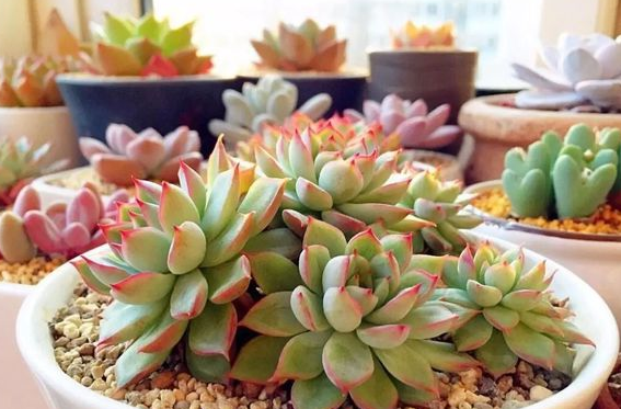 养多肉用千万不要用大盆 多肉养殖用什么花盆