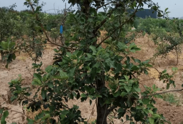 ����9��ʩ������ʲô�ô� ʩ���ʵĺô���ʲô