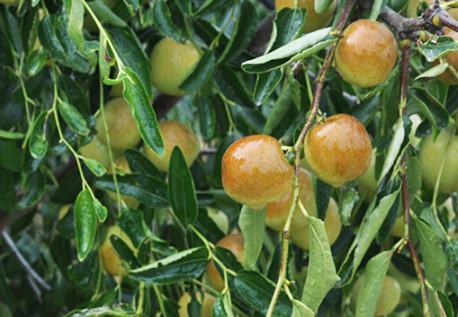 影响冬枣枣面光洁度的因素 冬枣高产种植方法