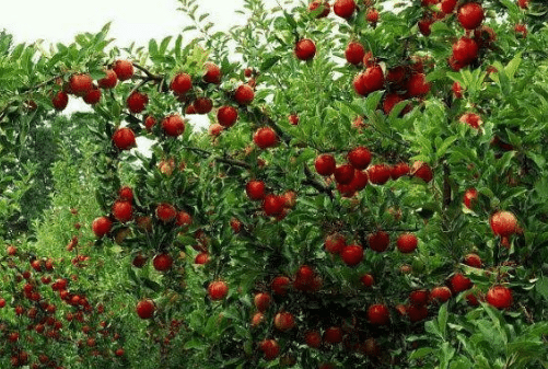 四月果园壮花保果怎么做 促中短的技巧方法