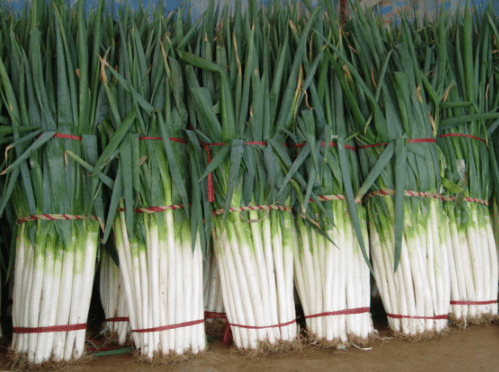 春播大葱栽培技术 大葱种植方法总结