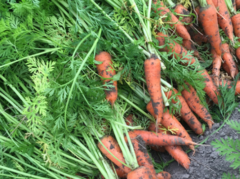 �����ܲ����Ҫ�� ���ܲ��߲�Ӧ����ô��ֳ