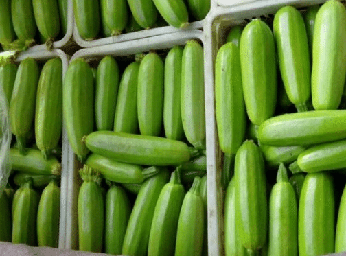 冬季温室西葫芦的田间管理 西葫芦种植方法