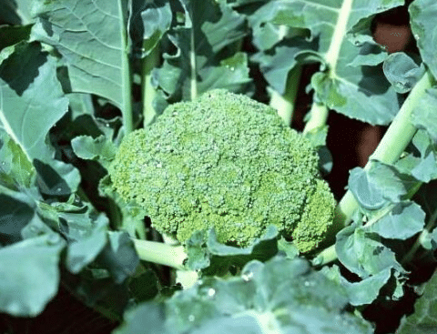 春季露地青花菜栽培技术要点 西兰花种植方法总结