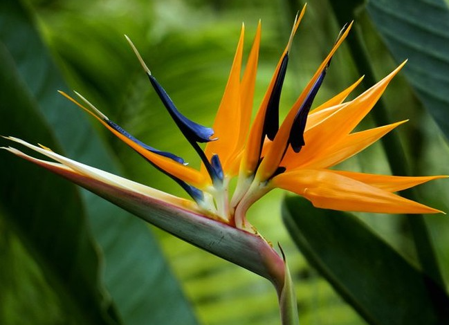 ������ſ�����ˮ���� �ڷŽ�����ʲô