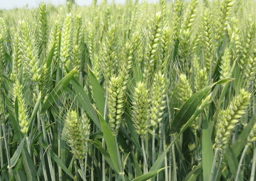 С��ν��ڳ��ֻ�Ҷ�͸ɼ��ԭ����ʲô ��η���