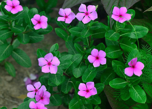 ��������Ԣ���������ʲô ��ֳʱ��Ҫע��Щʲô