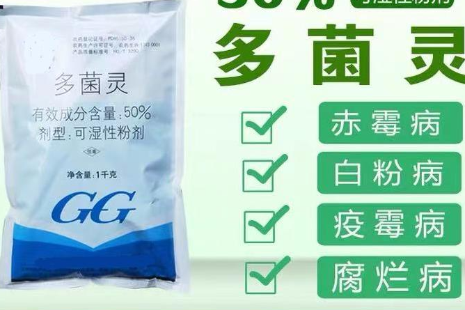 ��ɭ��п�Ͷ�����ĸ��� ����֮����ʲô����