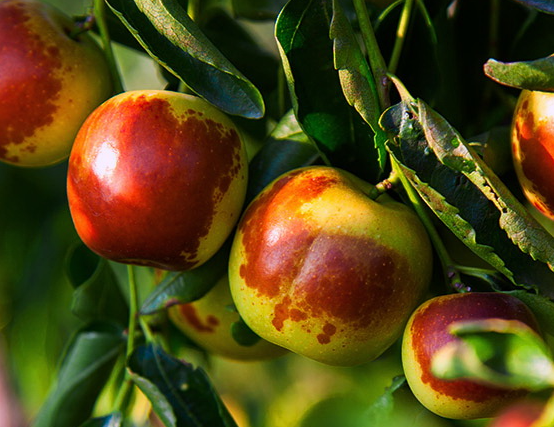 ������ô���ܸ߲� �����֦չҶ�ڸ߲�����������ʲô