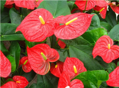 哪八种招财花比较旺家,它们的风水意义是什么