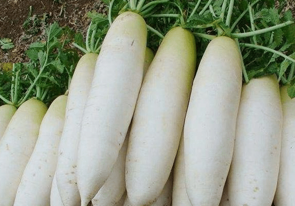 白玉春萝卜如何栽培 高产方法是什么