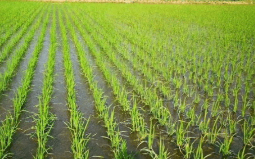 湘南晚稻软盘育秧栽培技术 水稻应该怎么养殖