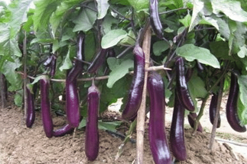 ������ɫ������ԭ����ʲô ���δ�ʩ����Щ