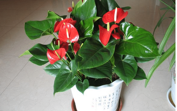 ����Ҷ���ϳ��ڰ���ô���� ���δ�ʩ����Щ