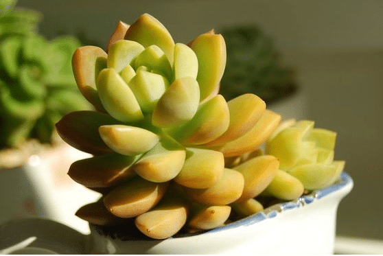 黄丽烂根的原因是什么 解决对策有哪些