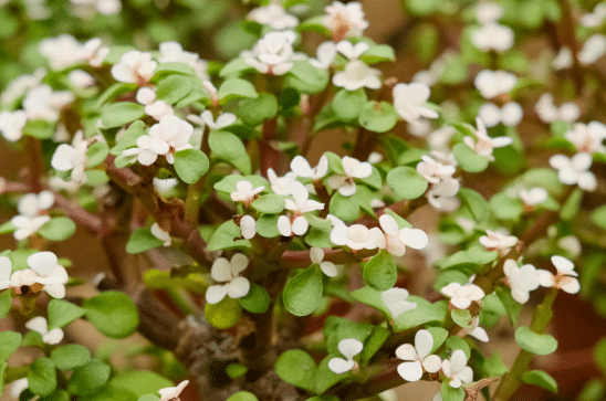金枝玉叶冬天掉叶子怎么办 金枝玉叶种植方法
