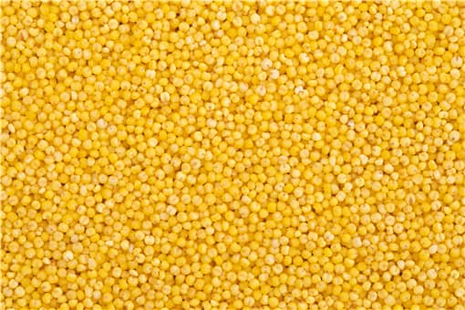 小米价格最新行情走势2021