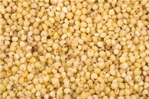高粱价格最新报价2021