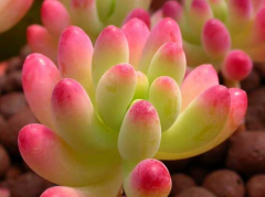 ������ǧ��Ҫ�ô��裬�����ô����ԭ����ʲô