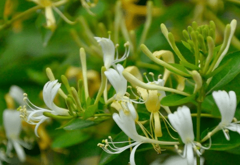 金银花长什么样 带绒和不带绒有什么区别