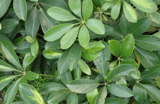 Ѽ��ľ����������ʢ Ѽ��ľ��ֳҪע��ʲô