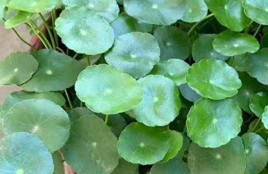 һ��ͭǮ�ݿ����������� �������ͭǮ��