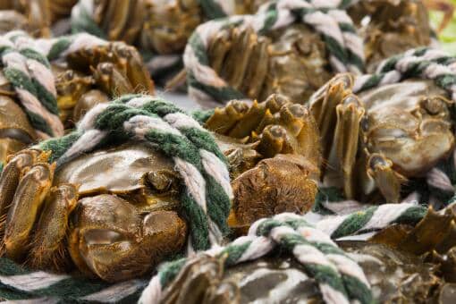 大闸蟹旺季是哪几个月