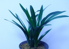 ī���ø���ô�죬����Щ����취