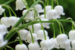 ������ʲôֲ���ô��ֳ