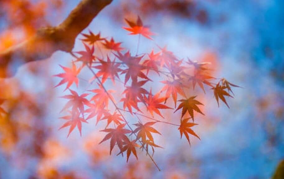 ��ֺ������ĸ�������