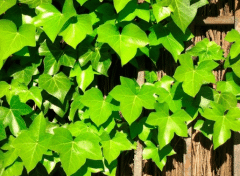 长春藤花怎么繁殖,养护时有哪些注意事项