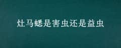 Ǻ滹