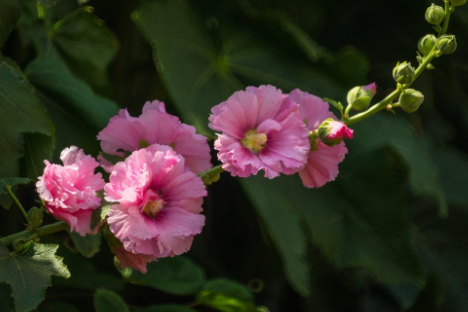 <a href='https://www.yangji120.com/life/list-90/' target='_blank'><u></u></a>ʲô ʲôԢ