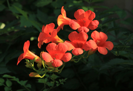 �������Թ��յ�Ҫ�� ��������������ʲôҪ��