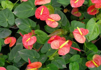 ���滨������ʲôʱ�� ����Щ��������