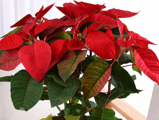 һƷ����ô�޼� ʲôʱ���֦��