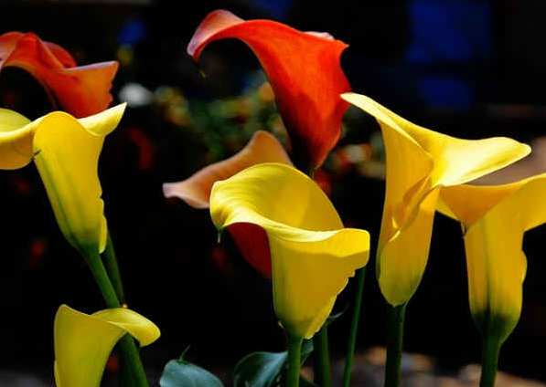 ��ɫ��������ô��ֳ �������������