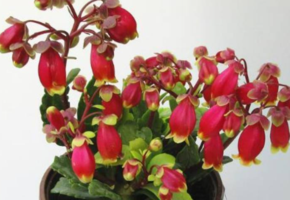 ���ƻ������ֳ ����ʱ��Ҫע��Щʲô