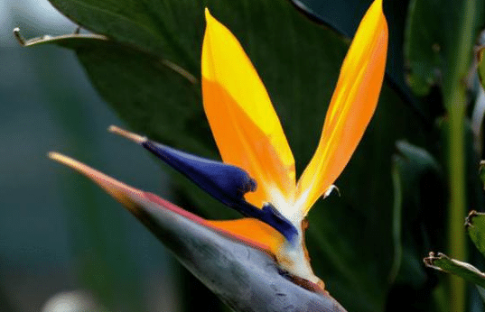 ��ô�ú���������ѿ ��������Ҷ�ӻ����ٳ���