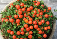 ����ȵķ�ֳ�������������ʱ�䳤