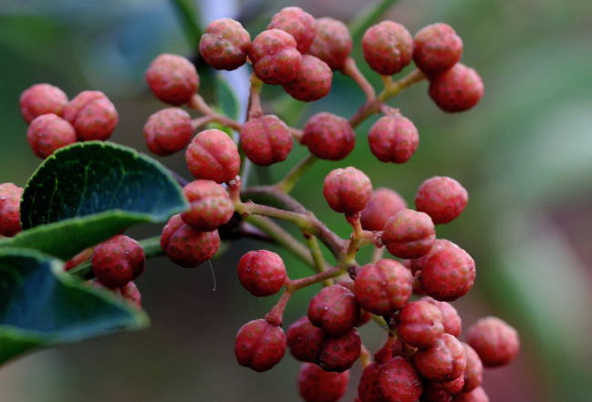 һ�껨��������޼� �޼�������Щע������