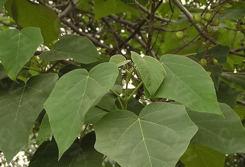 ��ͩ��ʲôʱ������� ���������������ʲô