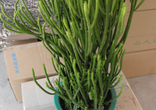 �������ôǤ��ɻ��ʸ� ������ֳ������ʲô