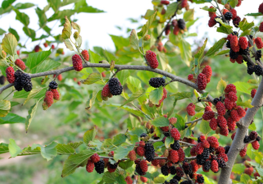 ɣ���ʺ�����ʲô�ط� ��ֲ�����ܽ�