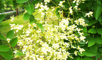 ��צ����ô��ֲ ����޼�����