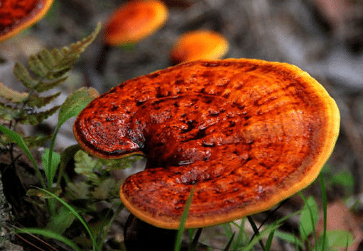 ��֥�����ֲ���ú� ��ʲô�����ɻ��ʸ�